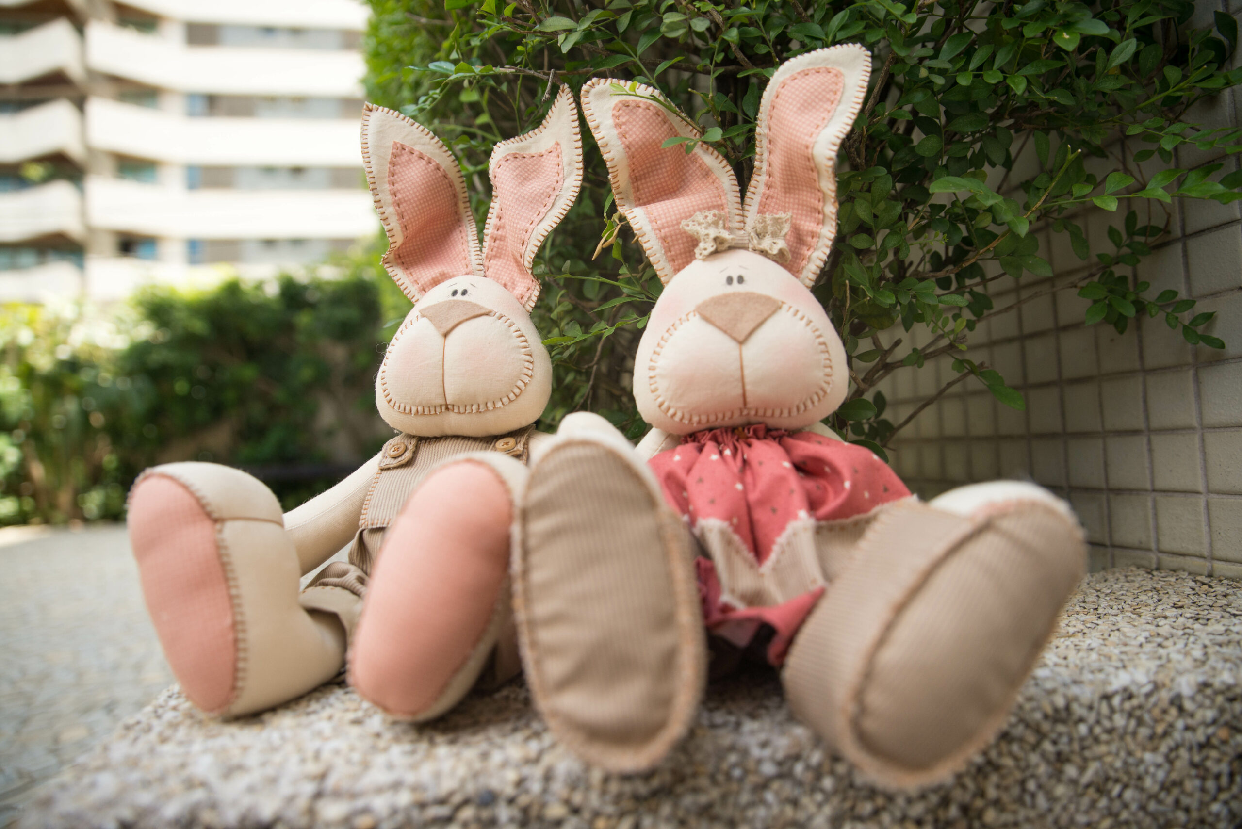 Casal de Coelhos (2)