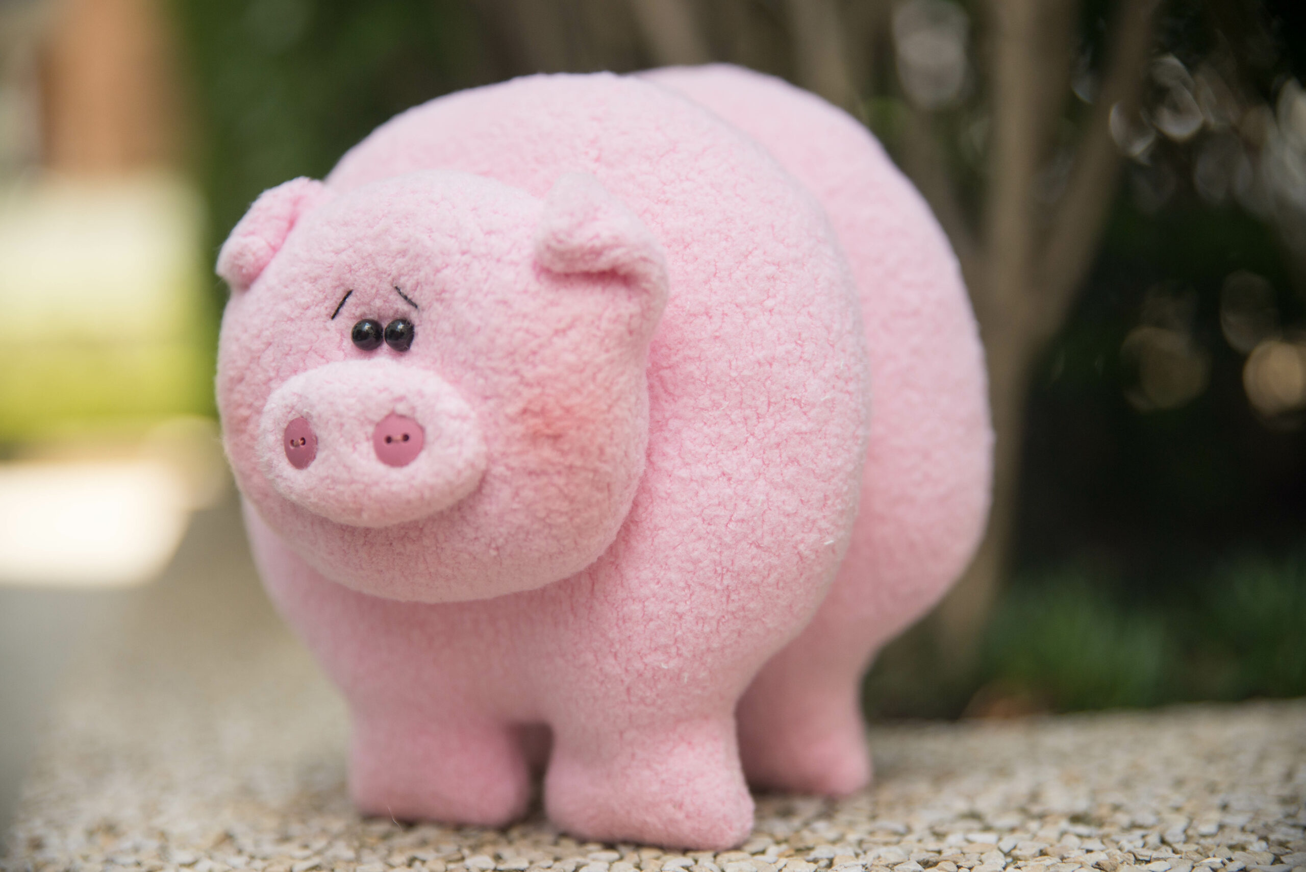 Porquinho (1)